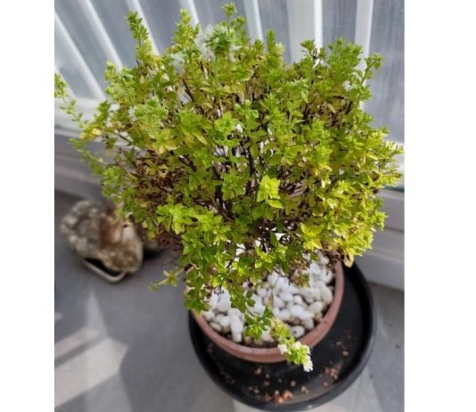 ‘귀밝이술’ 한 잔 먹고 듣는 희망트롯