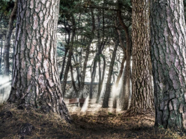 1월의 남도 명품숲은? 목포 고하도 이충무공 곰솔숲!