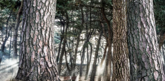 1월의 남도 명품숲은? 목포 고하도 이충무공 곰솔숲!