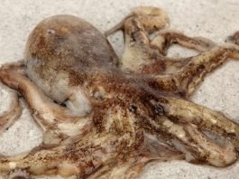 “3월엔 무창포해수욕장·오천항으로 가요~”