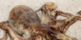 “3월엔 무창포해수욕장·오천항으로 가요~”