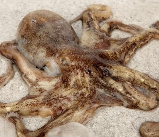 “3월엔 무창포해수욕장·오천항으로 가요~”