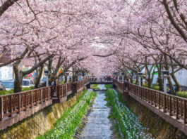 김해의 벚꽃 드라이브길 5곳은 어디?