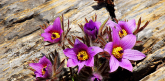 강원도의 봄을 알리는 정선 동강할미꽃