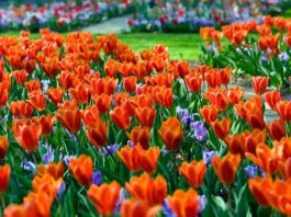 장흥에서 즐기는 튤립 축제