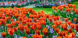 장흥에서 즐기는 튤립 축제