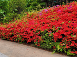 백신의 역설, 조기 접종의 축배를!