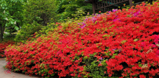 백신의 역설, 조기 접종의 축배를!
