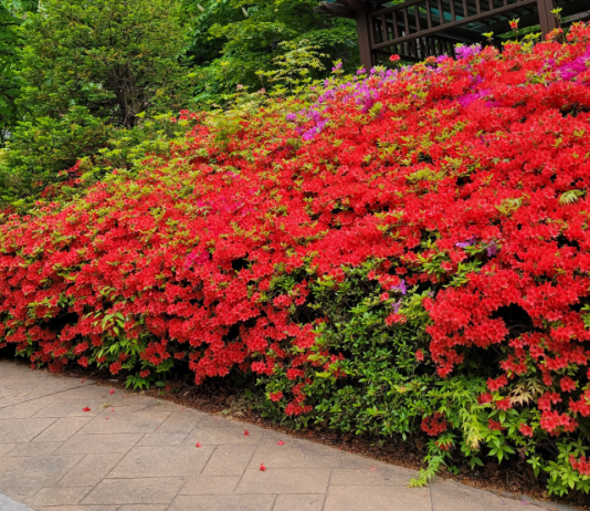 백신의 역설, 조기 접종의 축배를!