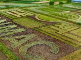 오비맥주 한맥, 충북 제천시에 쌀 활용한 ‘필드아트’ 조성