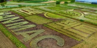 오비맥주 한맥, 충북 제천시에 쌀 활용한 ‘필드아트’ 조성