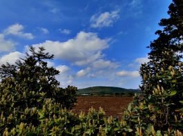 번민에 대한 진통제로 술을 마신 도연명