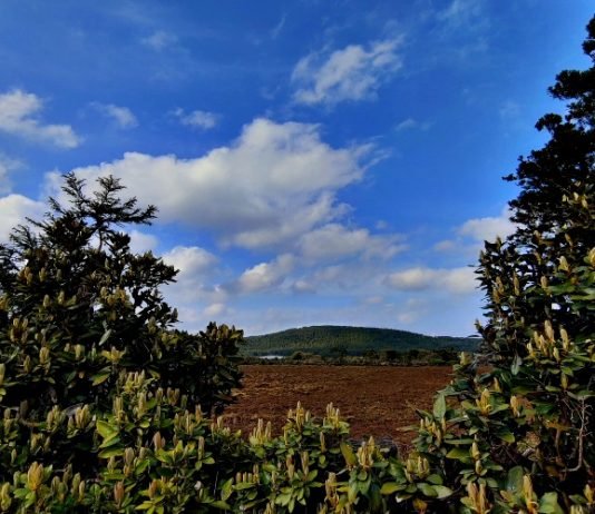 번민에 대한 진통제로 술을 마신 도연명