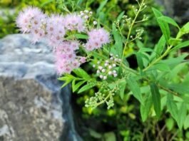 추석 한가위 휘영청 밝은 달이