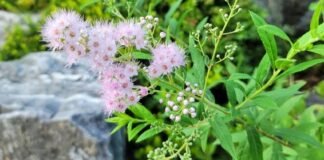 추석 한가위 휘영청 밝은 달이