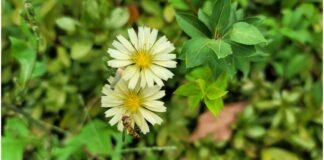 악마의 세 얼굴 보험사기, 보상사기, 공권력에 의한 국가사기