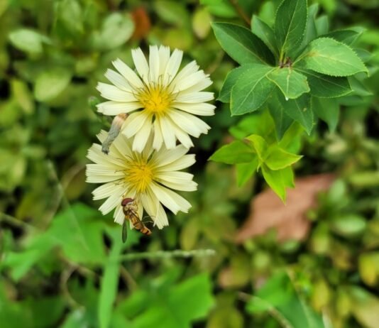 악마의 세 얼굴 보험사기, 보상사기, 공권력에 의한 국가사기