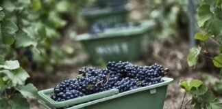 모에헤네시, 연구 센터 설립해 혁신을 계속