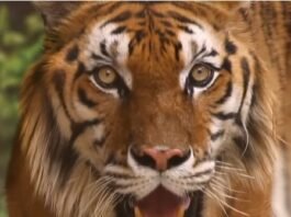 이 또한 지나가리라