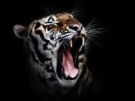 검은 호랑이의 전설을 아시나요?