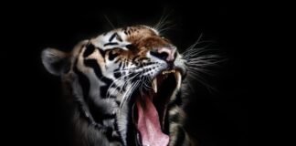 검은 호랑이의 전설을 아시나요?