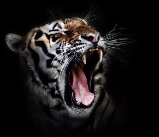 검은 호랑이의 전설을 아시나요?