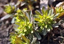 야생화 봄바람 맞는 섬… 안산 풍도(楓島)