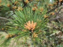 송화주(松花酒)의 특징 및 술 빚는 요령