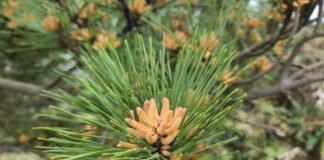 송화주(松花酒)의 특징 및 술 빚는 요령