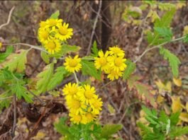 꽃에서 술을 찾는 도연명은 진정한 애주가인가