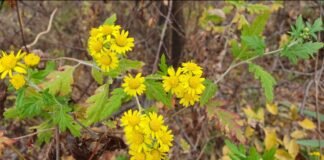 꽃에서 술을 찾는 도연명은 진정한 애주가인가