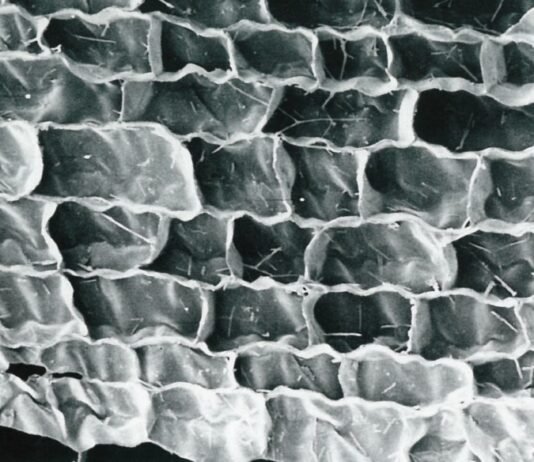 잘못된 와인상식