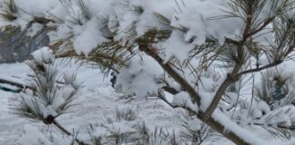 강하면 부러진다