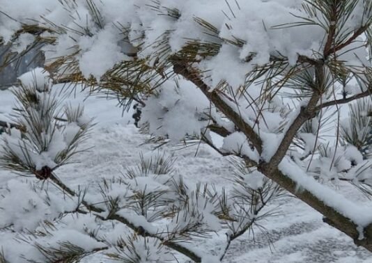 강하면 부러진다