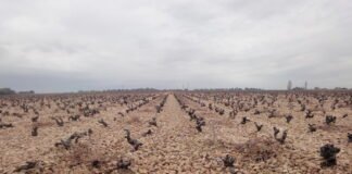 포도재배는 향미 농사