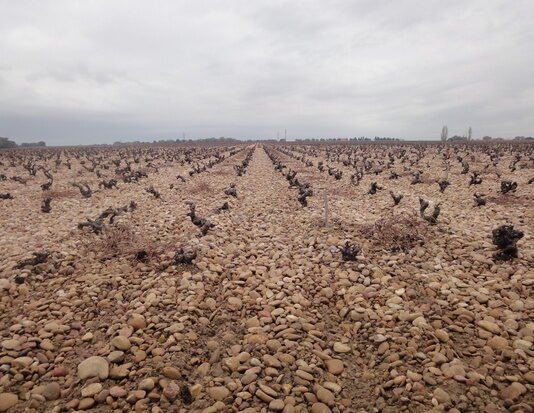 포도재배는 향미 농사