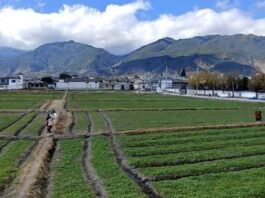 윈난(雲南)의 자연을 거닐고 싶다