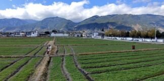 윈난(雲南)의 자연을 거닐고 싶다