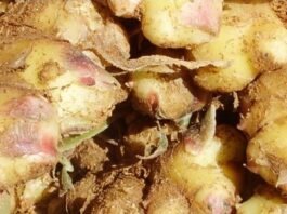 전북 완주 생강 담은 ‘진저 063’ 출시