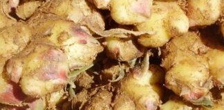 전북 완주 생강 담은 ‘진저 063’ 출시