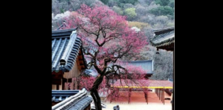 지금 매화가 필 때, 대한민국 제7광구 석유가스전의 희망도 핀다