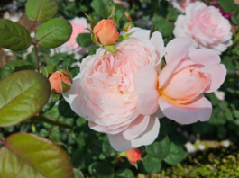 장미(薔薇)꽃의 의미와 술