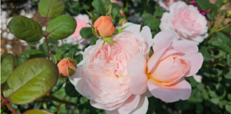 장미(薔薇)꽃의 의미와 술