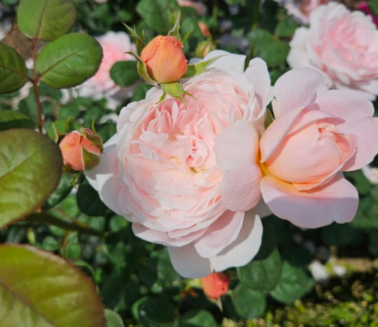 장미(薔薇)꽃의 의미와 술