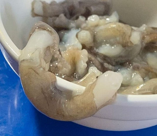 세발낙지는 다리가 셋이다?