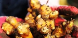 박록담의 복원전통주스토리텔링 122번 째 이야기