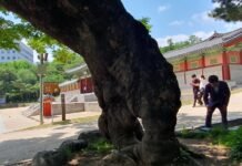高麗葬 지내자는 말 안 나온 것이 다행