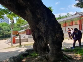 高麗葬 지내자는 말 안 나온 것이 다행