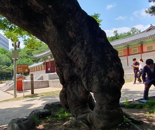 高麗葬 지내자는 말 안 나온 것이 다행