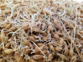 맥주- 맥아 만들기